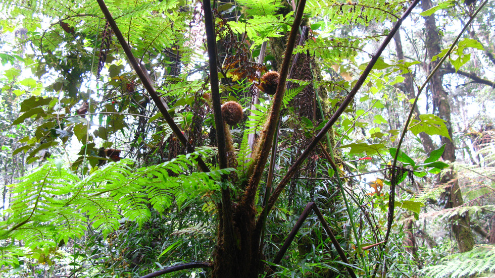 Tropical jungle at the base of Mt. Kinabalu